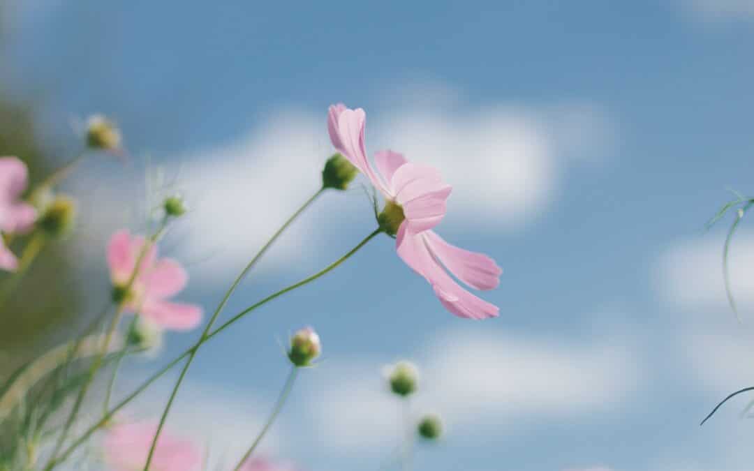 Getting ready to sell your house this spring? What Are The Top Ten Areas To Spring Clean?